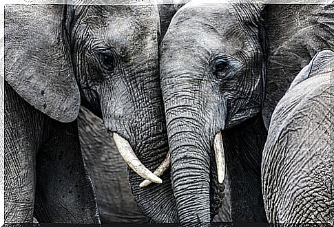 elephants are social animals