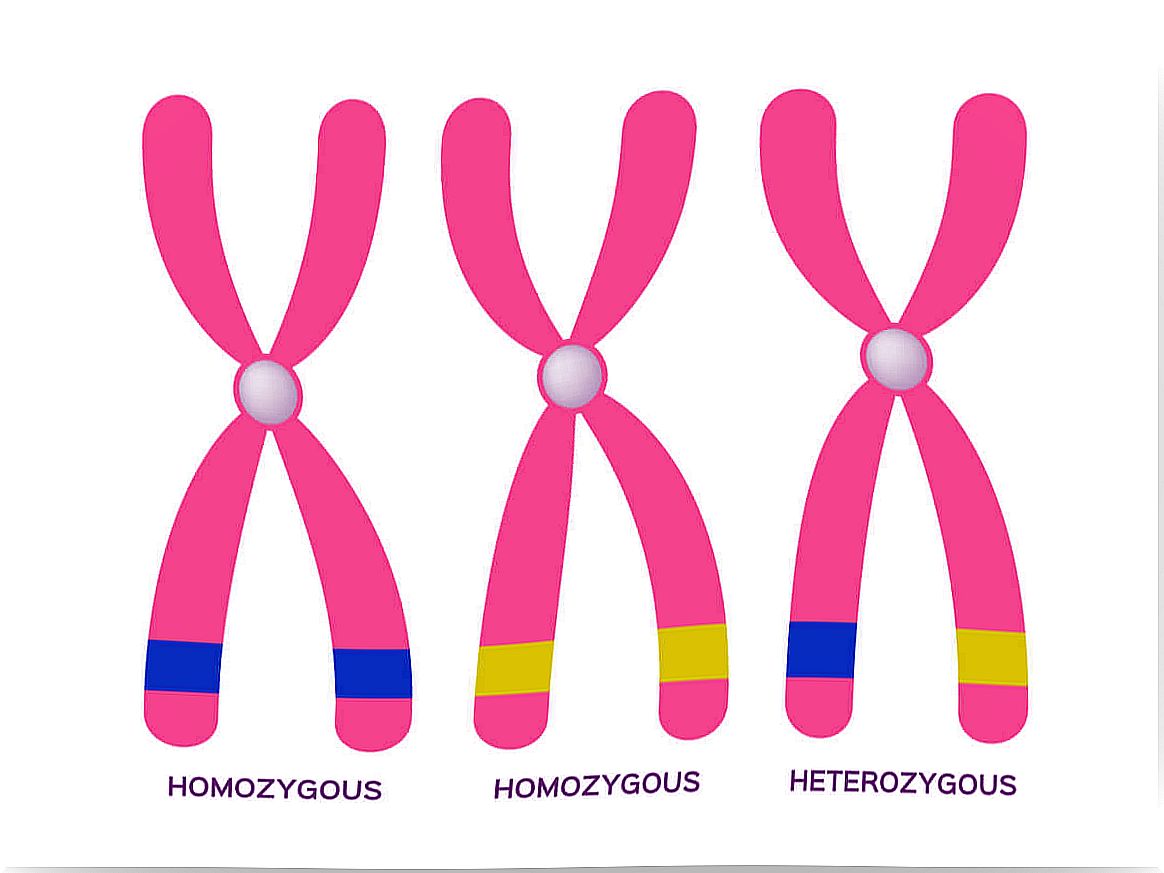 Homozygous and heterozygous