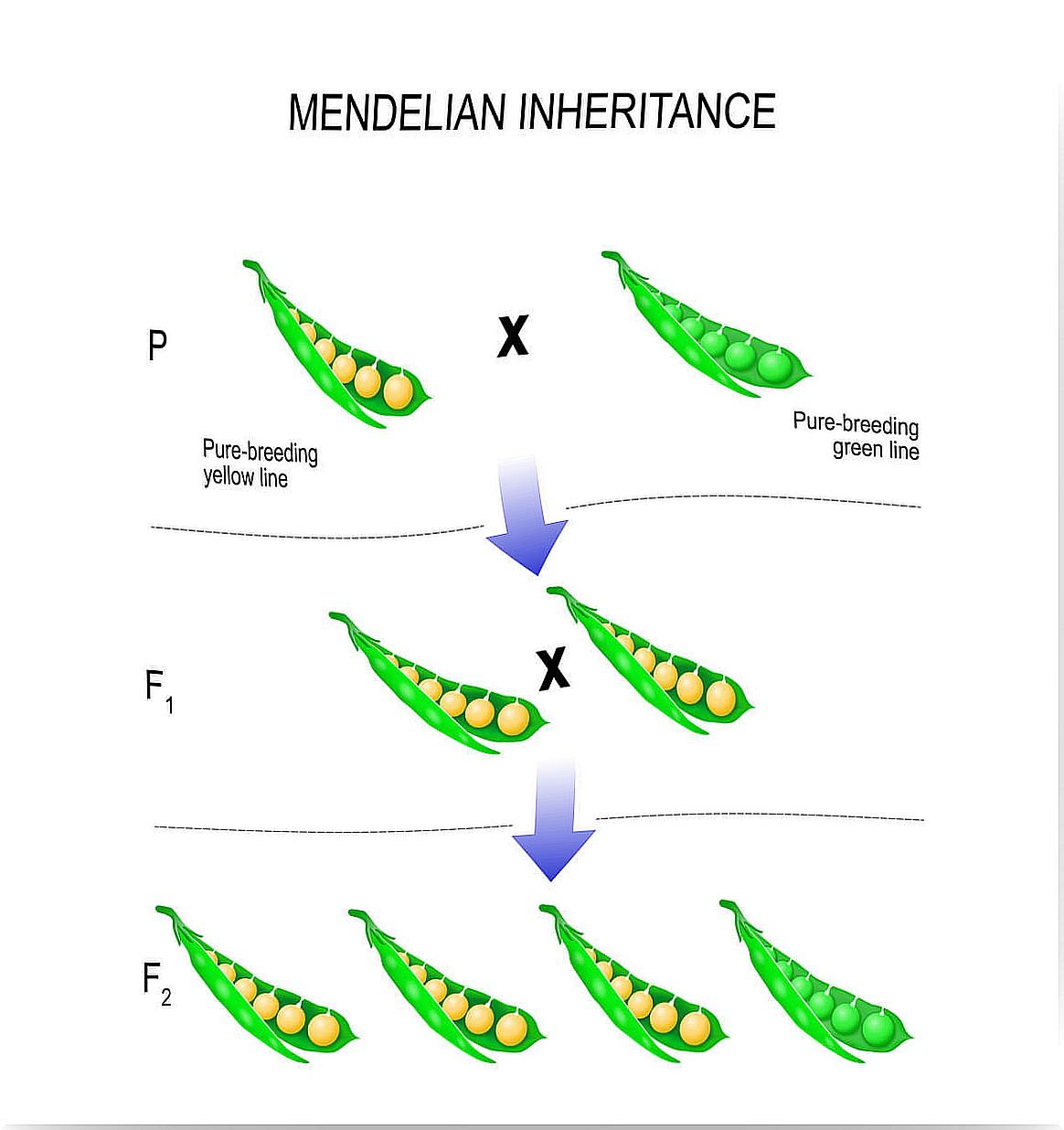 Genética y leyes de Mendel.