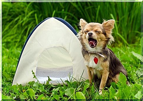 Camping with dogs