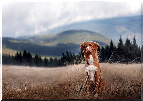 Camping with your dog in the country can be easy.