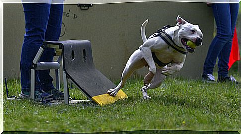 Flyball: 5 tips to practice it with your pet