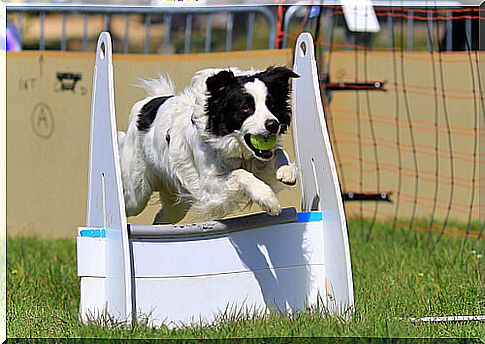 How to practice flyball