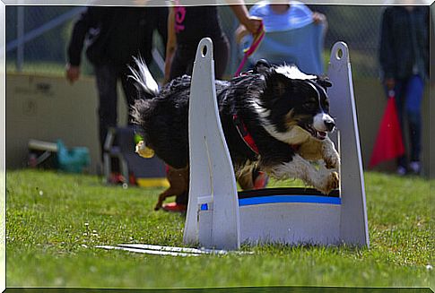 How to practice flyball with your dog