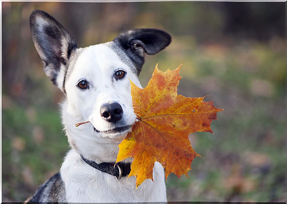 Food for your dog in autumn