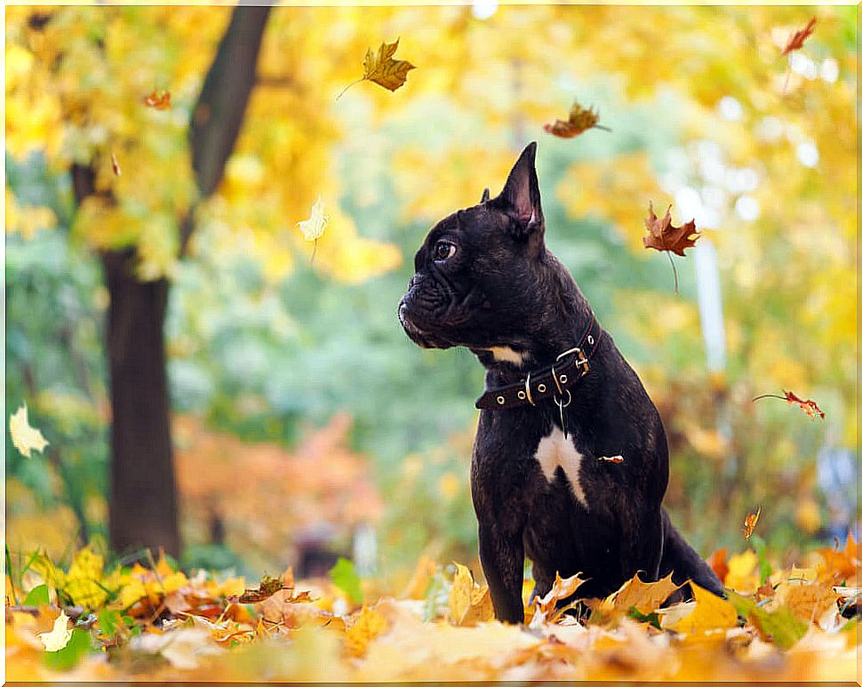 Dog in autumn.