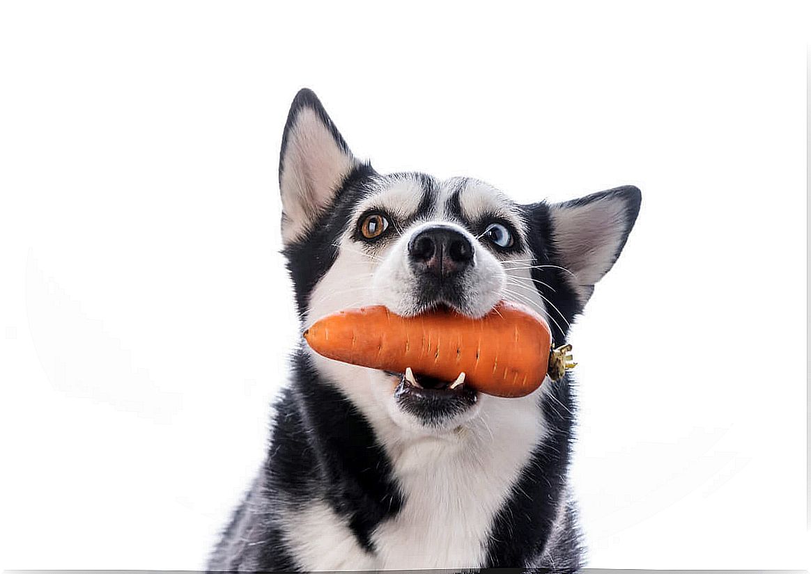 Foods rich in vitamin C for dogs