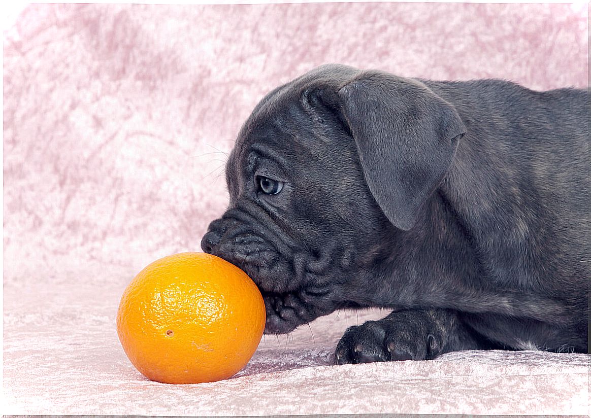 A dog eats an orange.