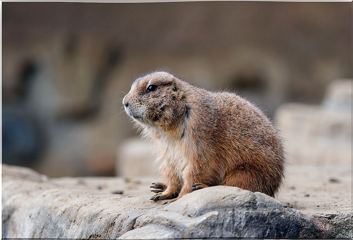 Four Lesser Known Species of North American Prairie Fauna