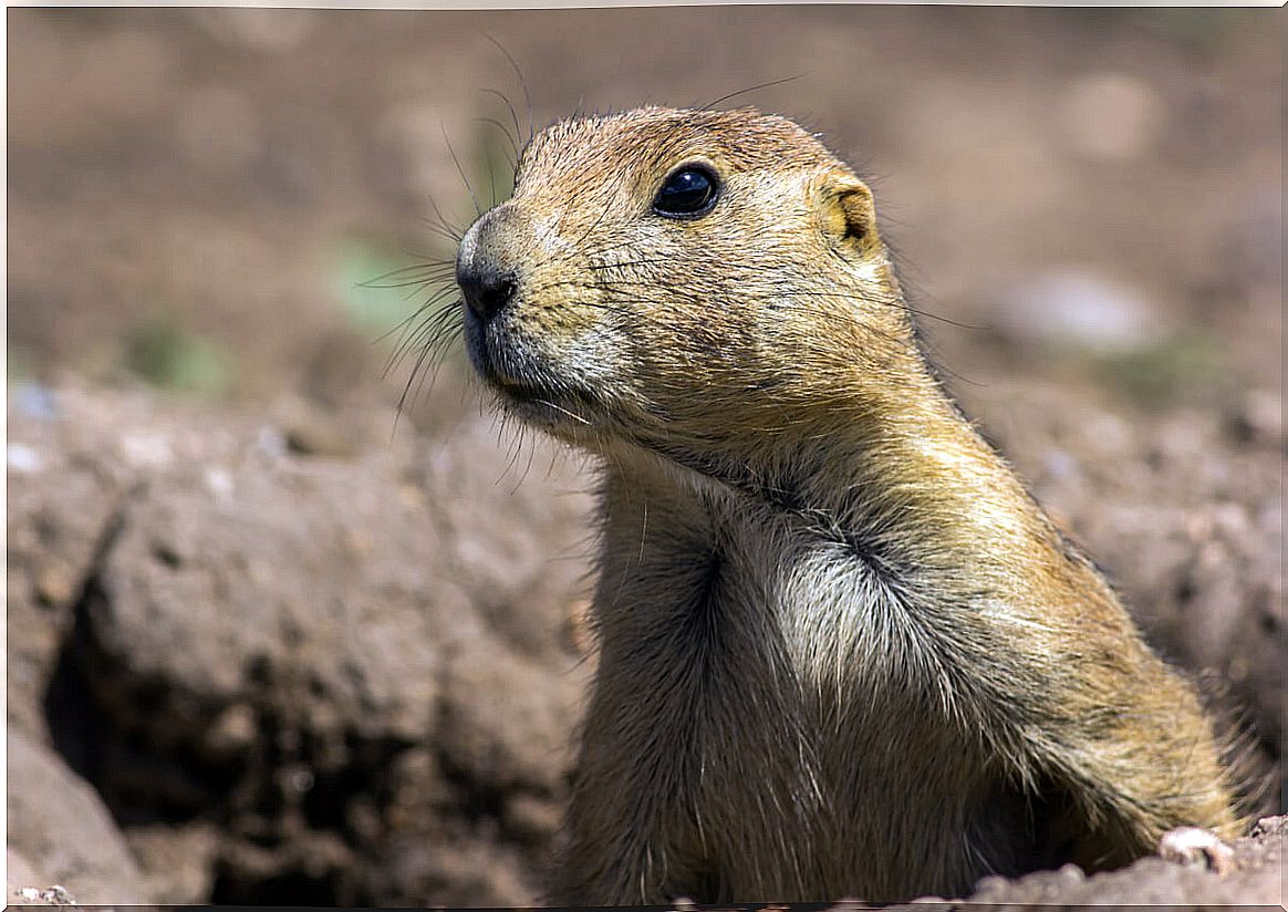 Face of a prairie dog.