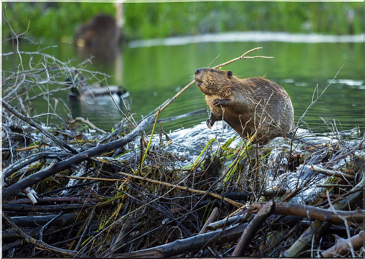 A beaver, part of the fauna of the North American prairies.