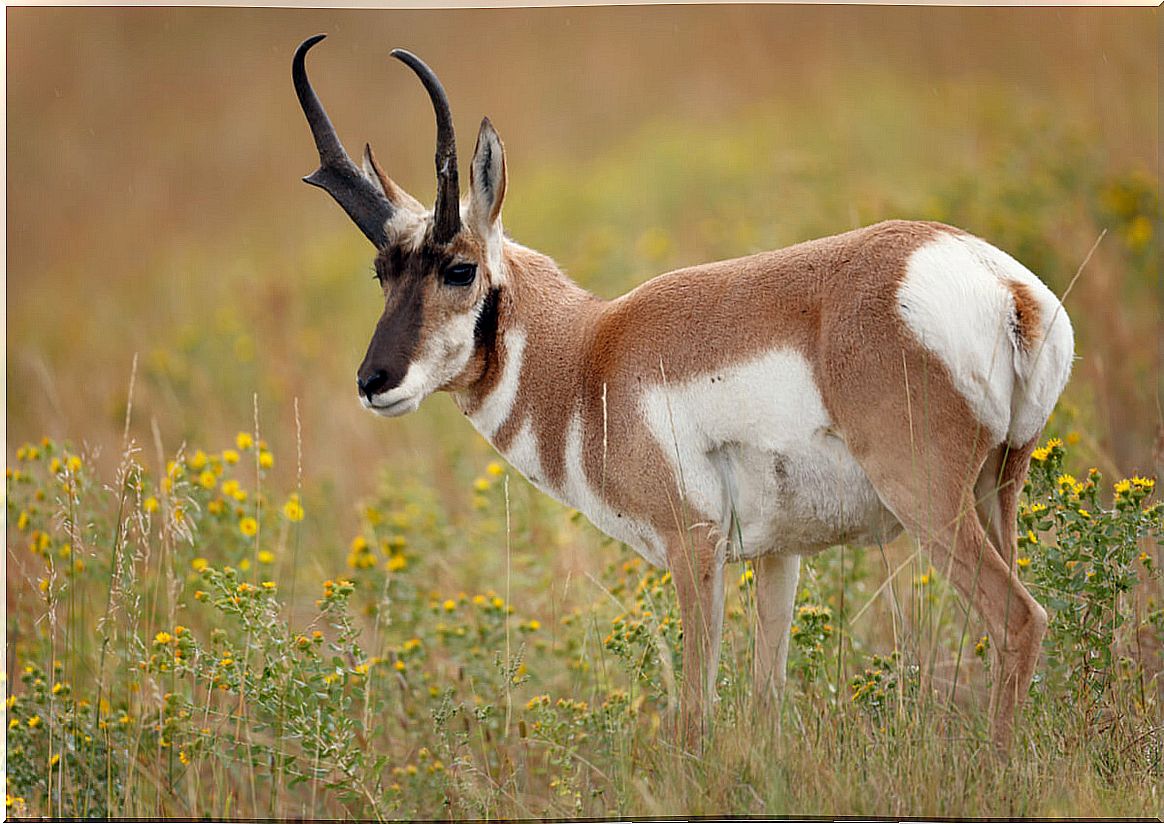 An antelope, part of the prairie fauna.