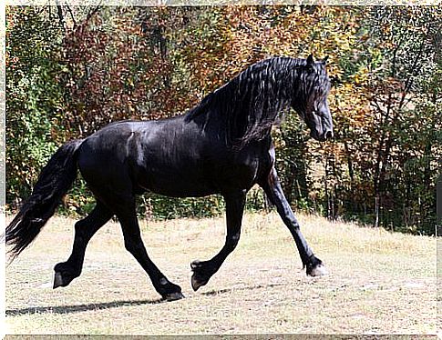 Friesian horse