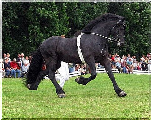 Caballo frison en una exhibicion