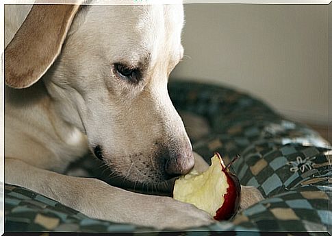 Fruits allowed and prohibited for dogs