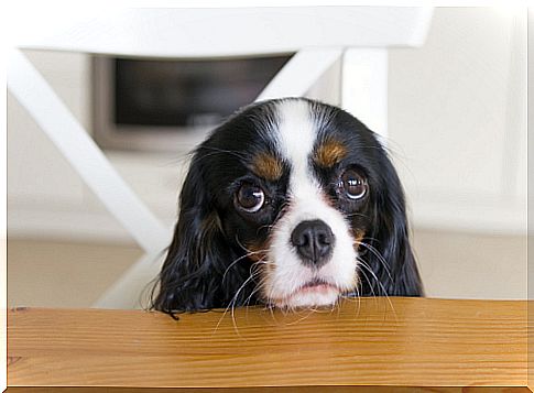 dog begging for food