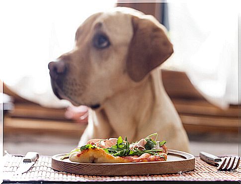 dog eats vegetables