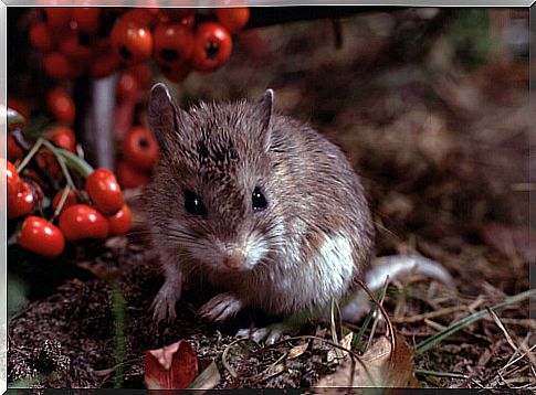 Grasshopper mouse: a rodent immune to poison