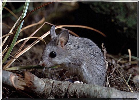 A grasshopper mouse in nature.