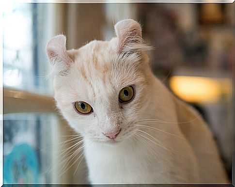 American curl cat