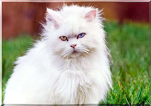 Angora cat in the grass