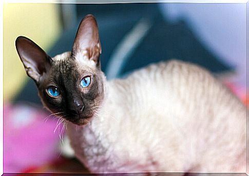 Hairless cat breeds