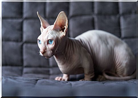 Bambino hairless cat on the sofa