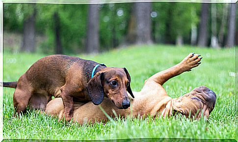 Heat phases in dogs