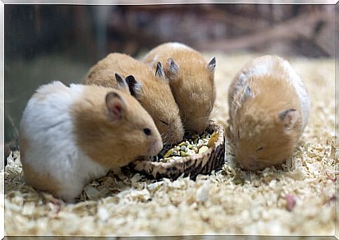 Hamsters eating