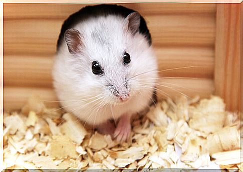 How to improve your hamster's cage