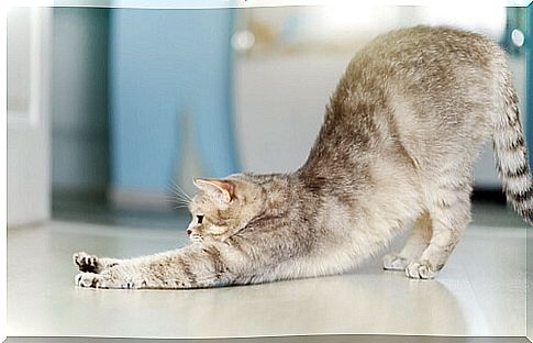 Cat exercising