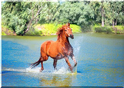 Horse riding in the water