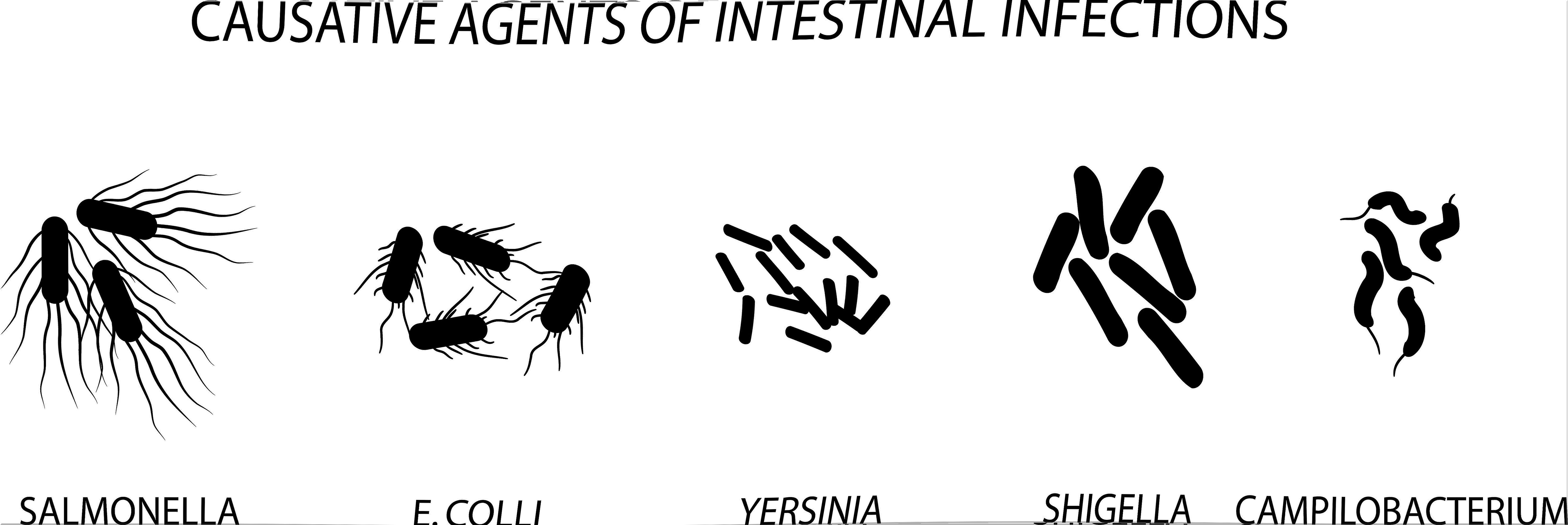 Bacteria that cause intestinal infections