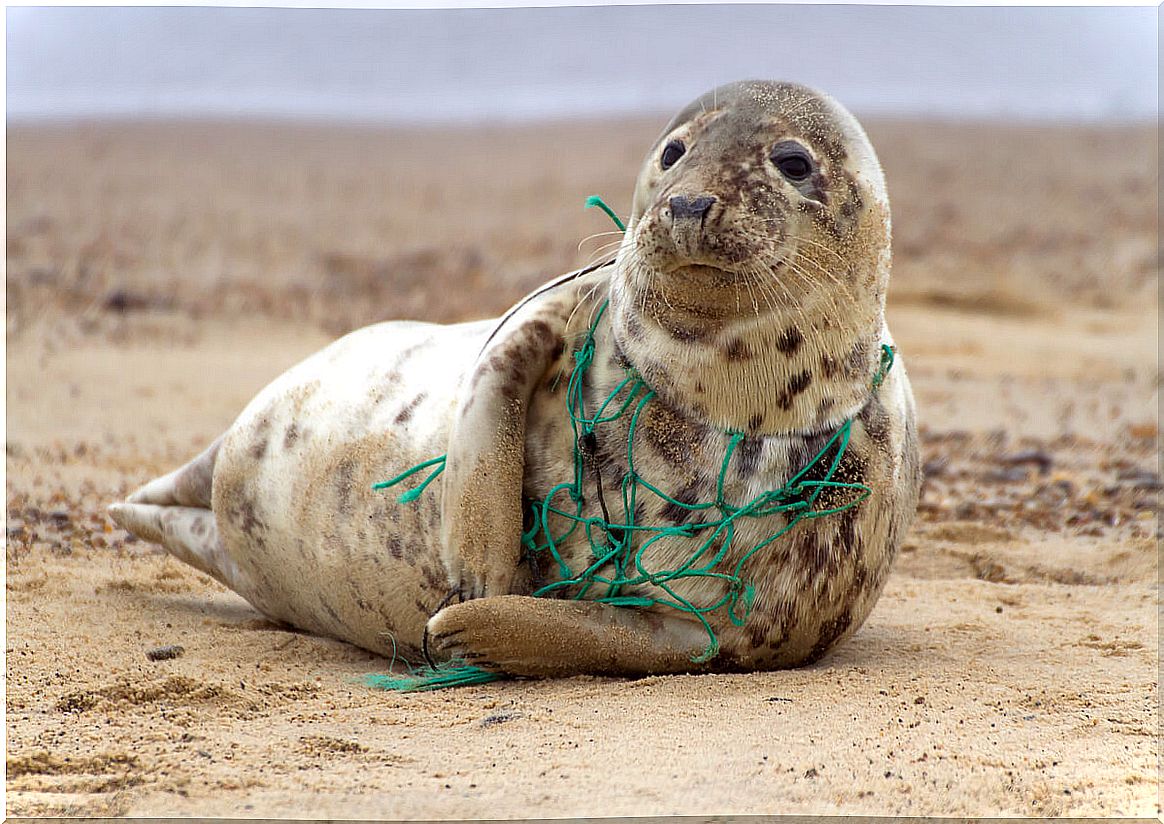 A seal caught in a net.