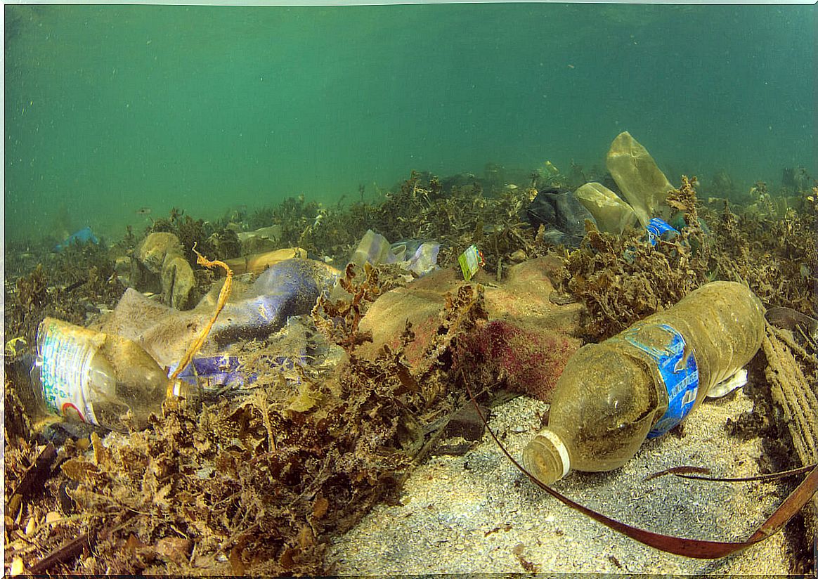 Pollution and marine life.