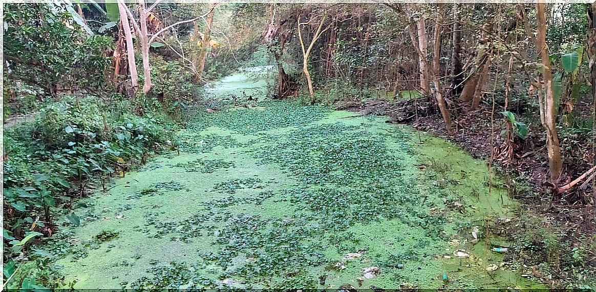 A eutrophied river.