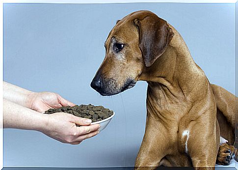 How Food Changes Affect Your Dog's Health