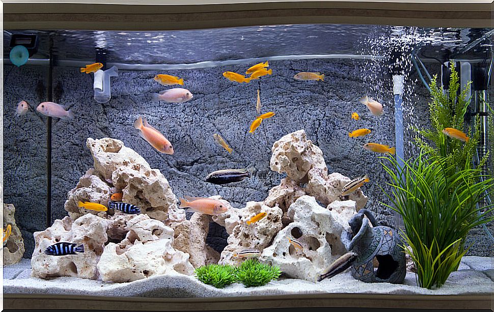 Fish in aquarium.