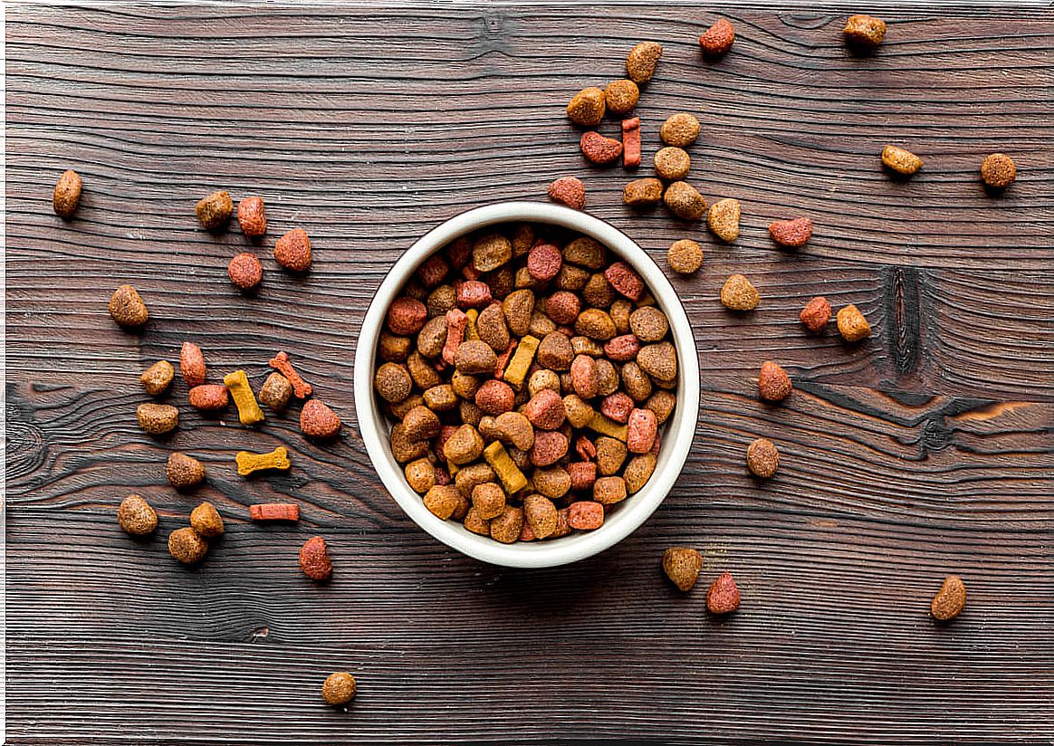 Dish of a dog's feed.