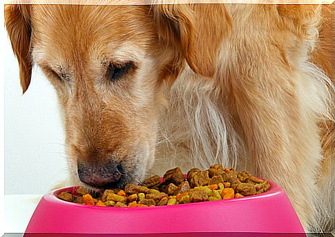 How much food should a dog eat a day