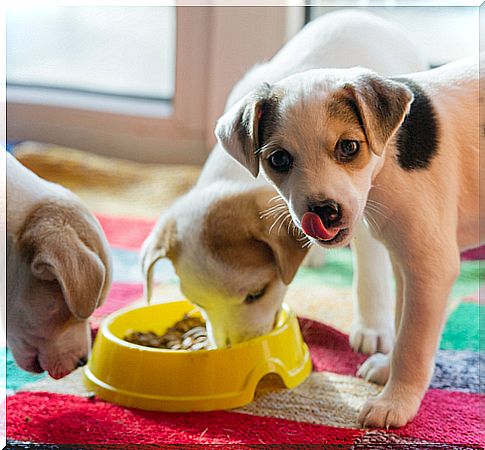 perros comiendo