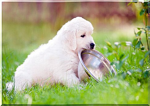 special food for puppies