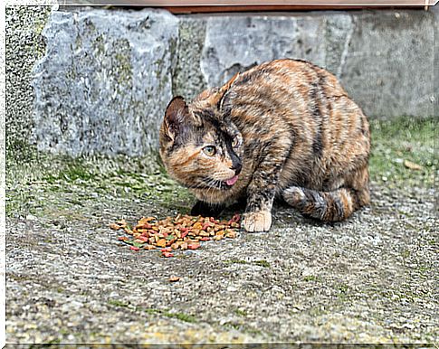 Feeding cats on the street