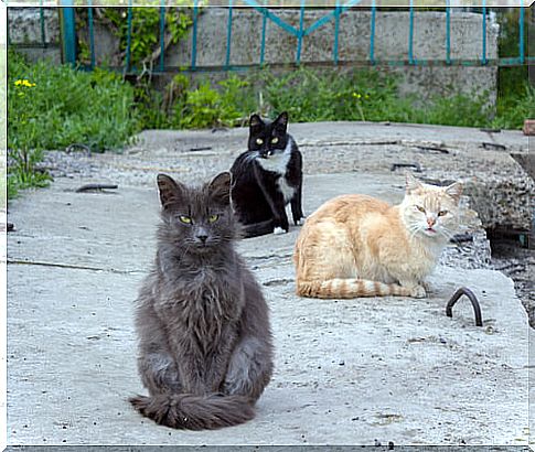 Stray cats: what to do