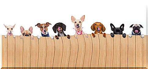 How to choose fences and barriers for dogs in your house