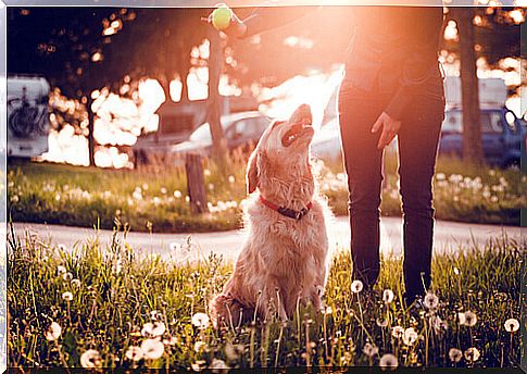 Take your dog to the park