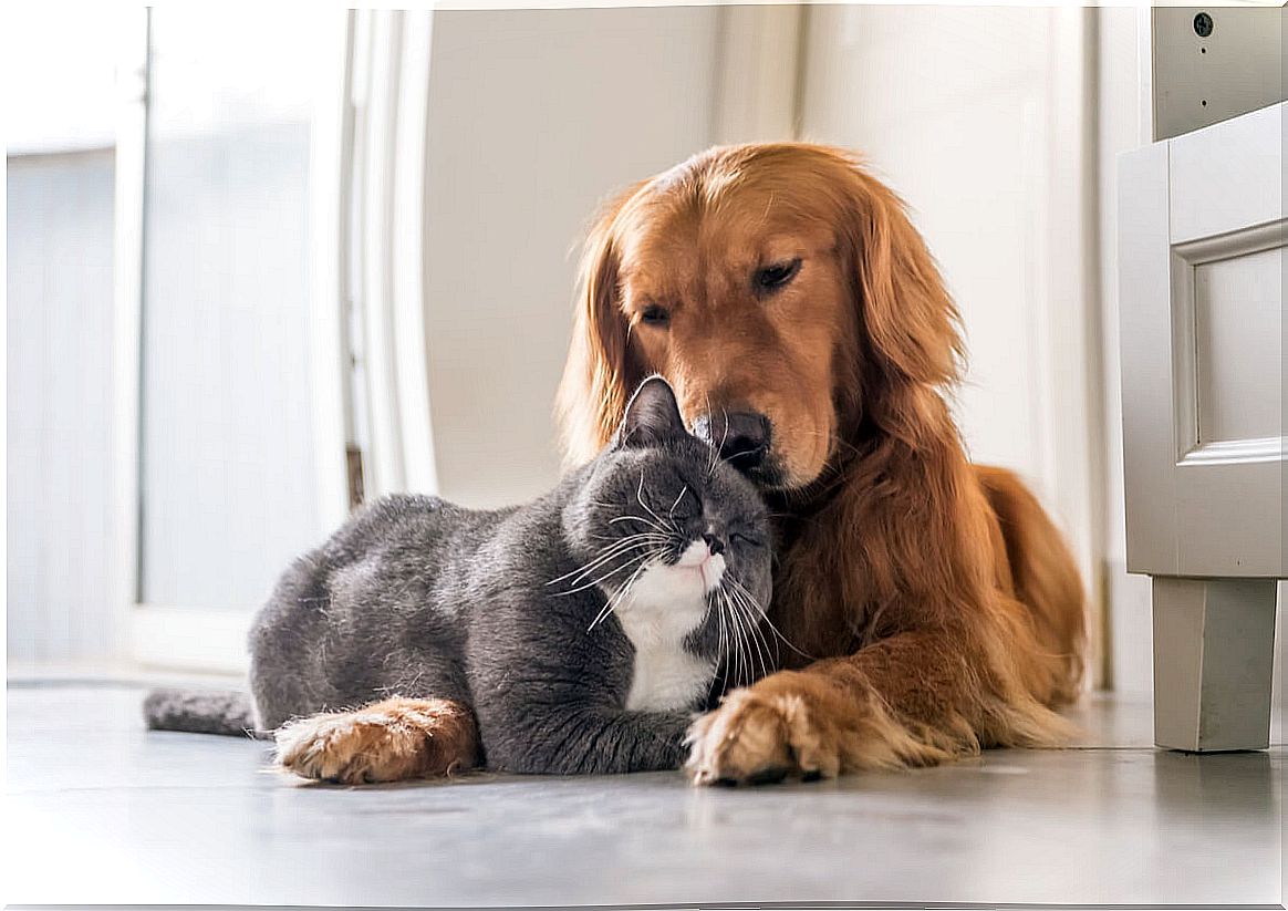 How to help the dog and cat coexistence?