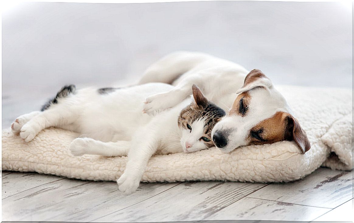 A dog and a cat lying down.