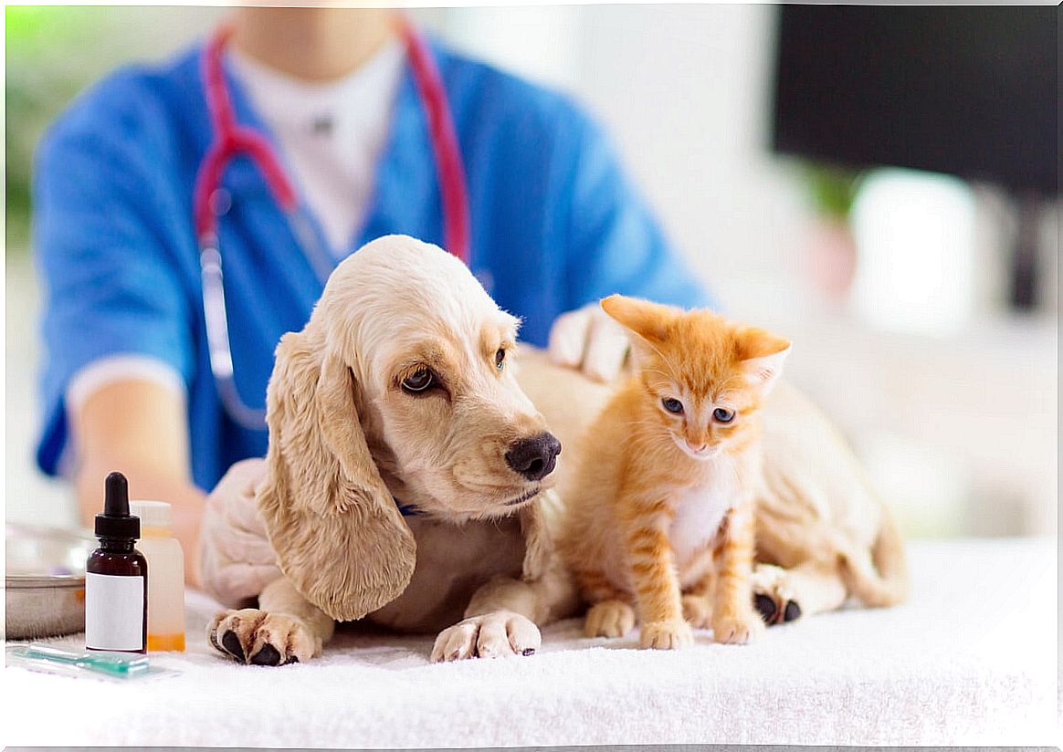 A veterinarian analyzes a dog and a cat.