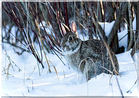 How to keep rabbits warm in winter